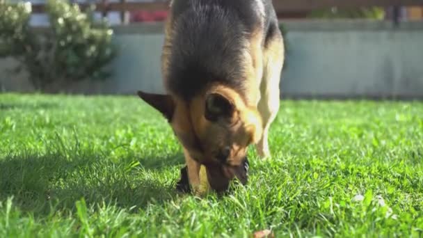 German Shepherd Dog Muerde Destruye Una Pelota Para Jugar — Vídeo de stock