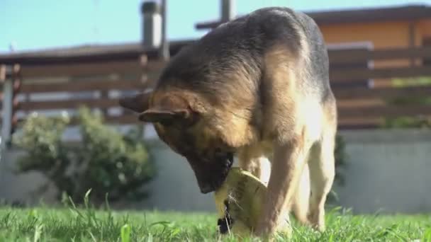 ドイツの羊飼いの犬は噛み 遊びのためのボールを破壊する — ストック動画