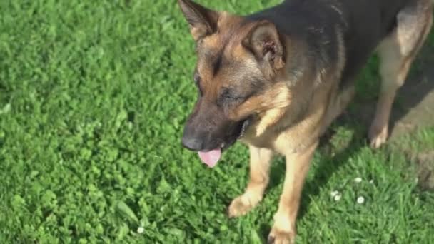 Pastor Alemão Cão Morde Destrói Uma Bola Para Jogar — Vídeo de Stock