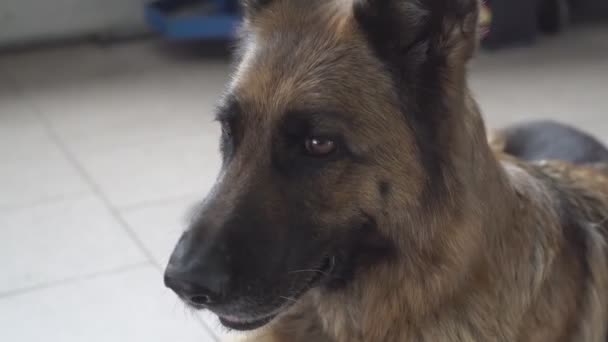 屋内ドイツの羊飼い犬の肖像画の詳細 — ストック動画