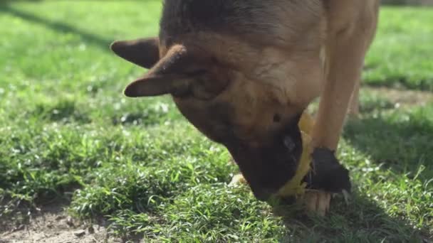 ドイツの羊飼いの犬は噛み 遊びのためのボールを破壊する — ストック動画