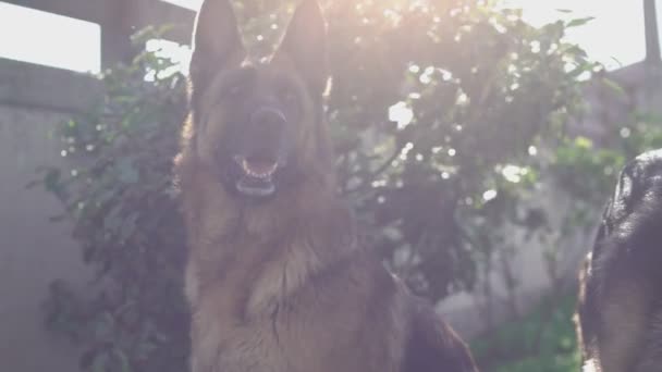 ドイツの羊飼いの犬は噛み 遊びのためのボールを破壊する — ストック動画