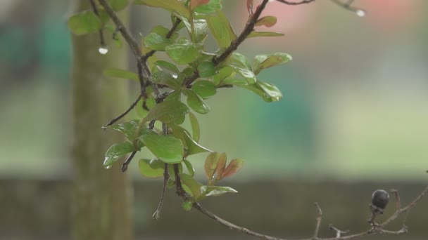 Detail Sprigs Drip Slow Motion — Stock video