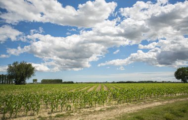İlkbaharda mısır tarlaları, hasat tarlaları...