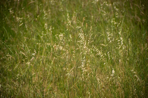 夏时节农村燕麦地的细腻质感 — 图库照片