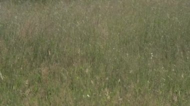 Oat field detail in summer season