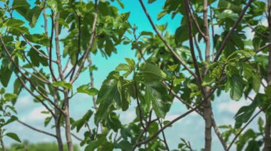 Fig leaves detail under a a blue sky