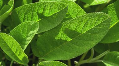Macro shot of Sage leaves detail