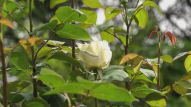 Rose flower detail in nature at spring time
