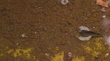 Puddle detail after rain.