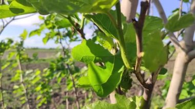Fig leaves detail under a a blue sky