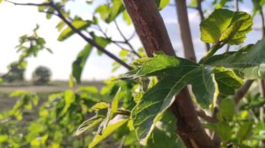 Fig leaves detail under a a blue sky