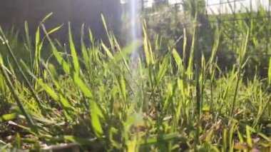 Grass macro detail in spring