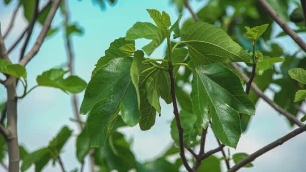 Fig Leaves Detail Blue Sky — Vídeo de Stock