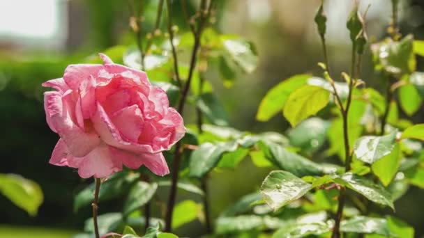 Rosa Detalle Planta Naturaleza Primavera — Vídeo de stock