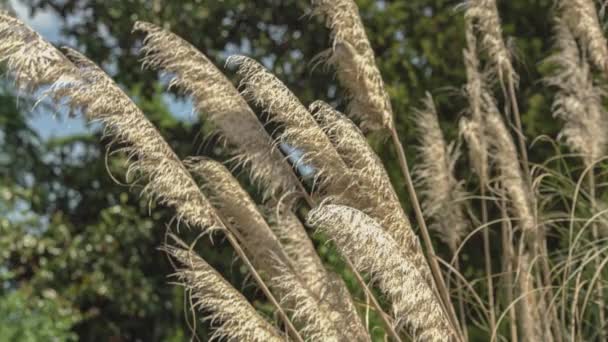 Pampas Grass Detail Moved Wind — Stock Video