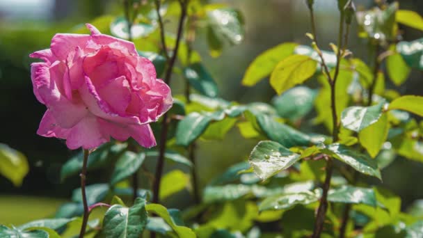 Rostlina Růže Detail Přírodě Jaře — Stock video