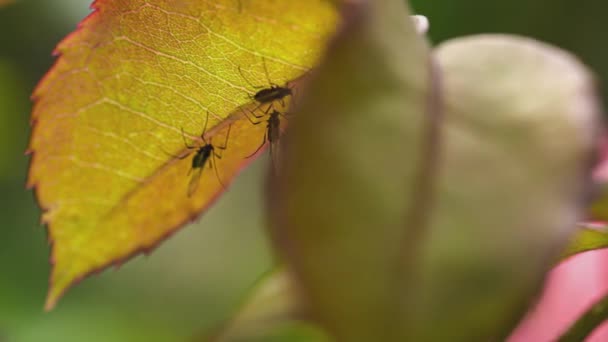 Macro Detail Insects Leaf — Stockvideo