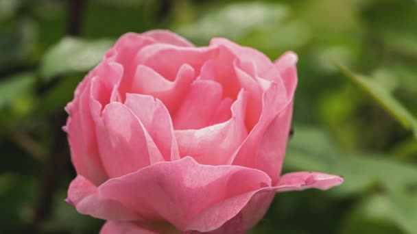 Rose Flower Detail Nature Spring Time — Stockvideo
