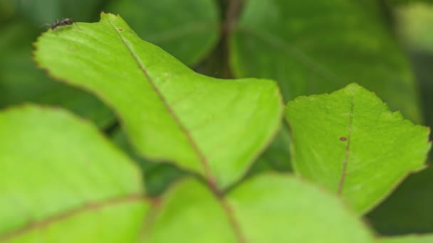 Macro Detail Ant Leaf — Wideo stockowe