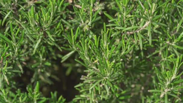 Macro Shot Rosemary Plant Detail — Vídeo de Stock