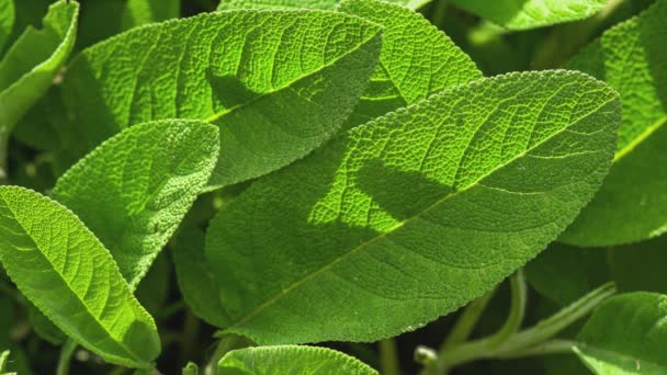 Macro Shot Sage Leaves Detail — Stock Video