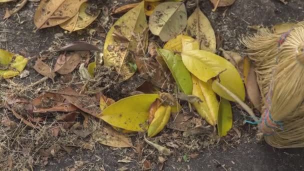 길가의 낙엽을 — 비디오