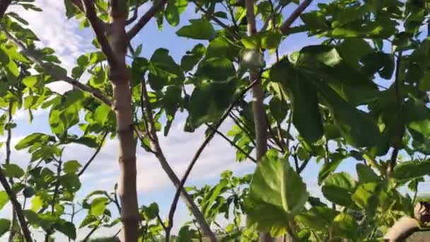 午後の春の田舎のパノラマ — ストック動画
