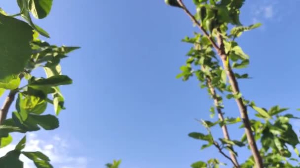 Fig Leaves Detail Blue Sky — Wideo stockowe