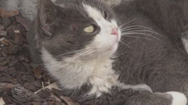 Grey Cute cat close up