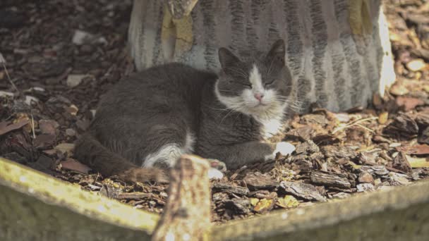 Lindo Gato Parterre — Vídeo de stock