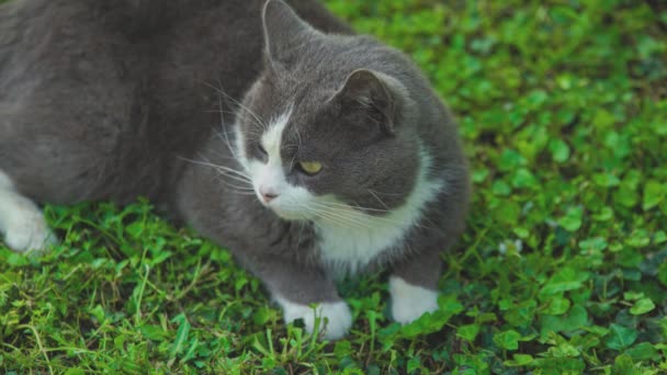 Lindo Gato Hierba — Vídeo de stock