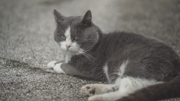 Cute Cat Rests Street — Vídeo de Stock