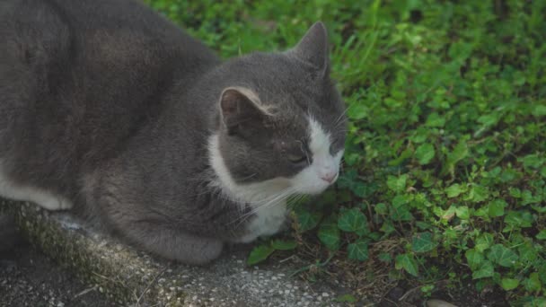 Lindo Gato Hierba — Vídeo de stock