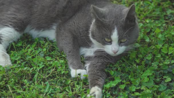 Lindo Gato Hierba — Vídeo de stock