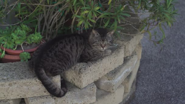 Detalle Descanso Gato Pared — Vídeo de stock