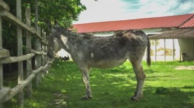 Çiftlikteki eşek ağılında