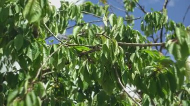 Kiraz yaprakları güneşli bir günde kiraz ağacında ayrıntı bırakır