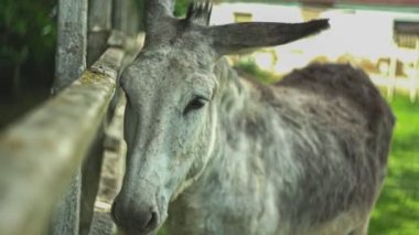 Çiftlikteki bir ağılda eşek