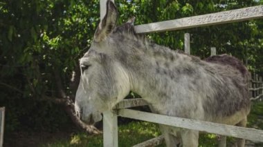 Çiftlikteki bir ağılda eşek