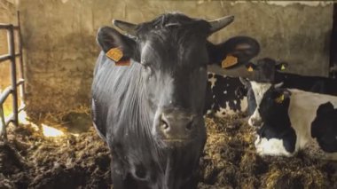 Buzağılar ve inekler ahırda yoğun çiftçilik yapıyorlar.