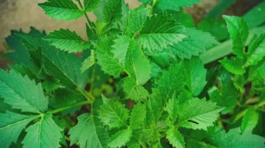 Baharda yeşil yapraklar doğada detay, yaprakların dokusu