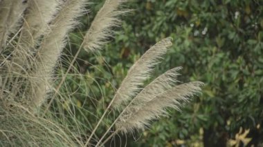 Pampas çimen detayı bulanık yeşil arkaplan