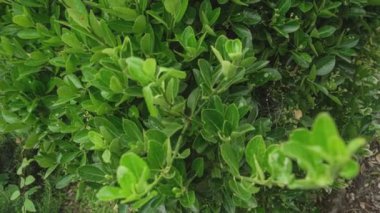 Baharda yeşil yapraklar doğada detay, yaprakların dokusu