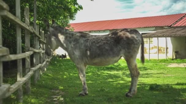 Âne Dans Corral Dans Une Ferme — Video