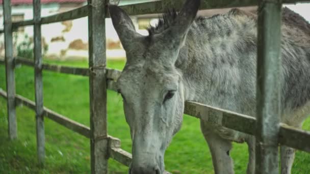Donkey Pen Farm — Stock Video