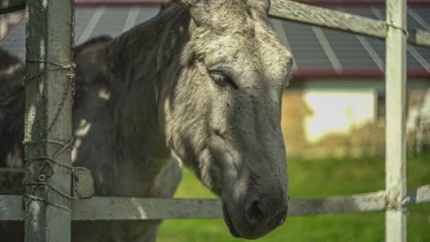 Donkey Corral Farm — Stock Video