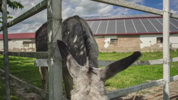 Burro Caneta Uma Fazenda — Vídeo de Stock