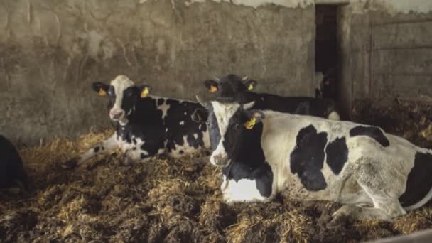 Bezerros Vacas Celeiro Agricultura Intensiva — Vídeo de Stock