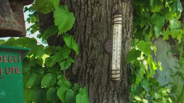 外层渗透树的农业温度计明细表 — 图库视频影像